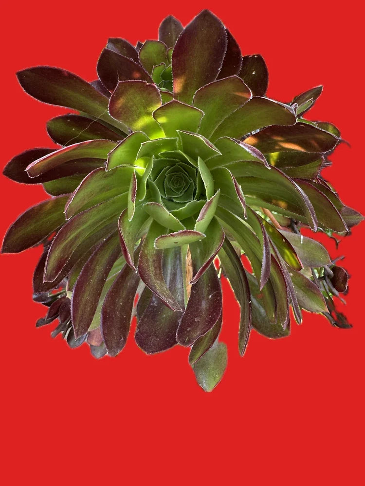 Burgundy Glow Succulent – Green and Maroon Desert Plant Art Classic T-Shirt