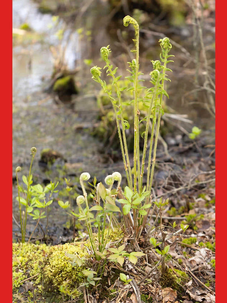 Unfurling Ferns Classic T-Shirt