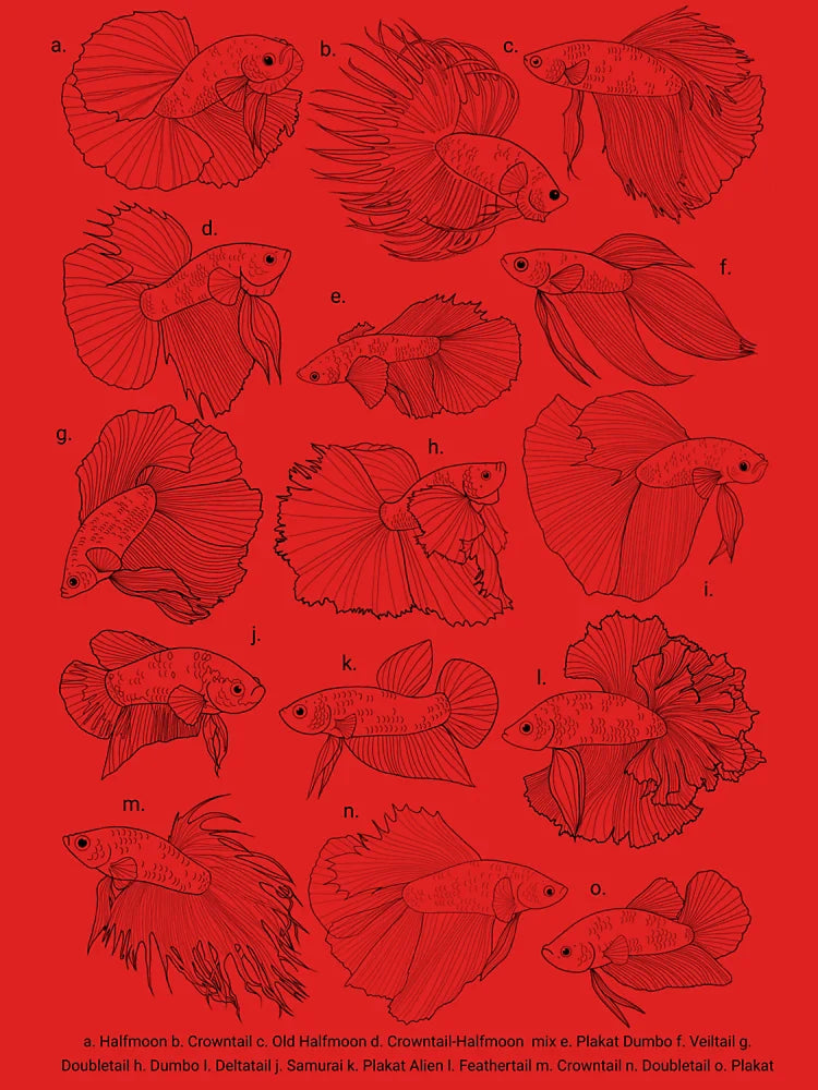 Betta Tail Types Classic T-Shirt
