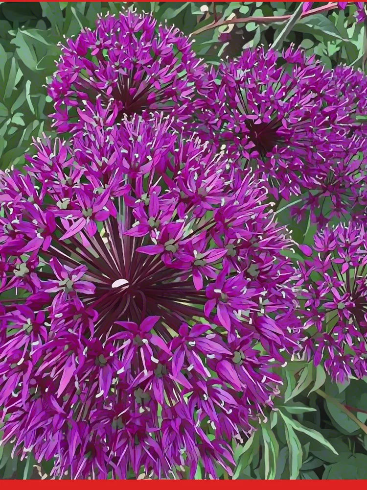 Starburst Allium – Purple Globe Floral by Petalography Classic T-Shirt