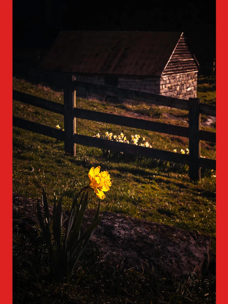 Golden Hour Daffodil Classic T-Shirt