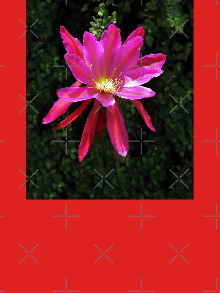 Cactus Flower in Full Bloom Classic T-Shirt