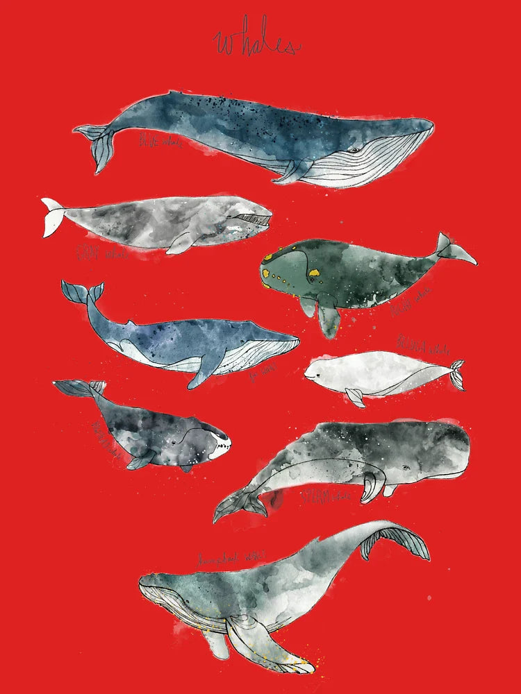 Whales Classic T-Shirt