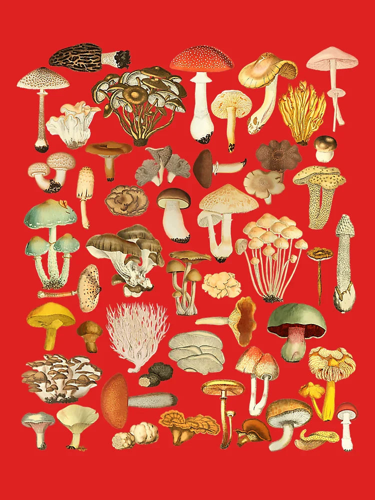 Mushroom Mycology Fungi Foraging Mushroom Whisperer  Classic T-Shirt