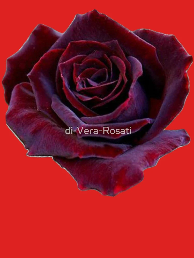 Dark rose Classic T-Shirt