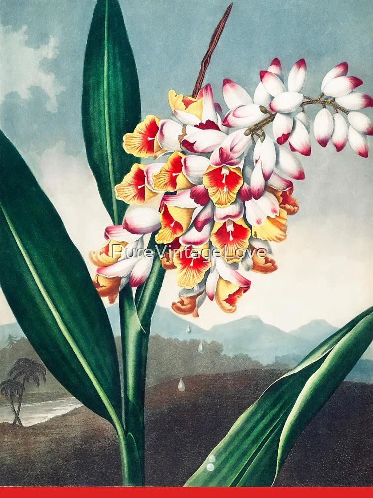 The Nodding Renealmia from The Temple of Flora (1807) Classic T-Shirt