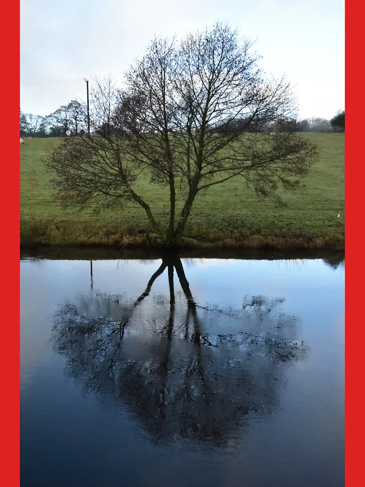 Tree reflected in ice Classic T-Shirt