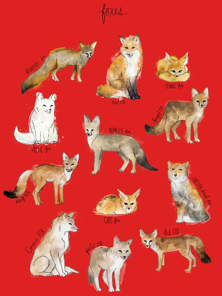 Foxes Classic T-Shirt
