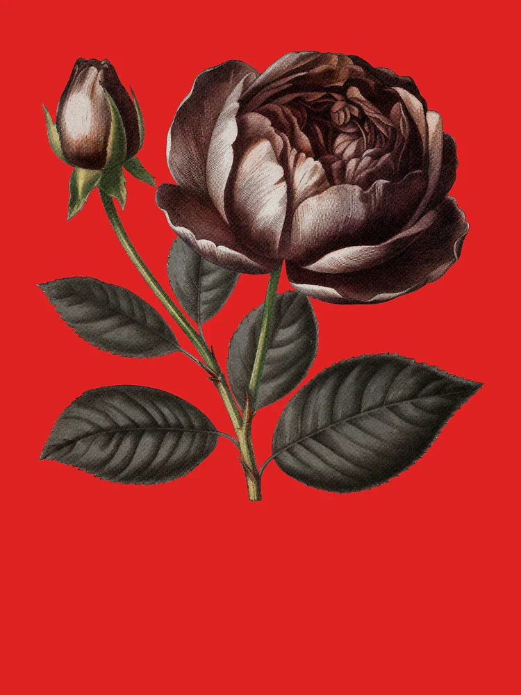Dark academia rose - bordeaux antique botanical flowers  Classic T-Shirt