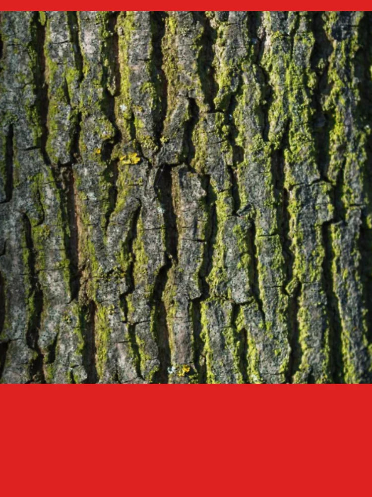 tree trunk /FS Classic T-Shirt