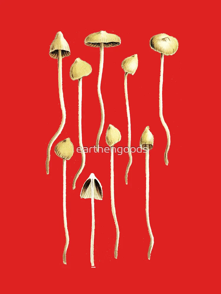 Magic Mushrooms, Liberty Caps, Psilocybe Semilanceata, Mycology, Foraging, Toadstool, Fungus, Shrooms, Botanical Illustration, Woodland Fungi, Fairy Shrooms Classic T-Shirt