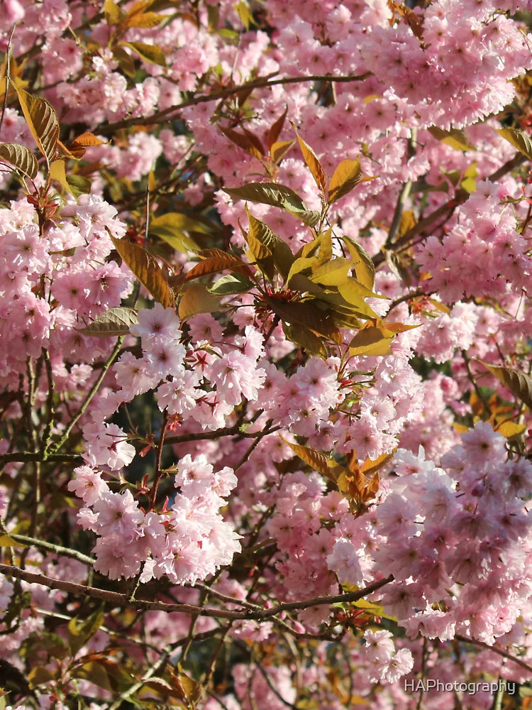Beautiful pink cherry blossom Classic T-Shirt