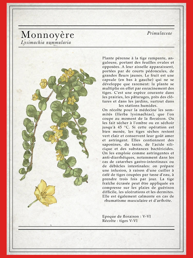 French Vintage Botanical Moneywort Illustration Classic T-Shirt