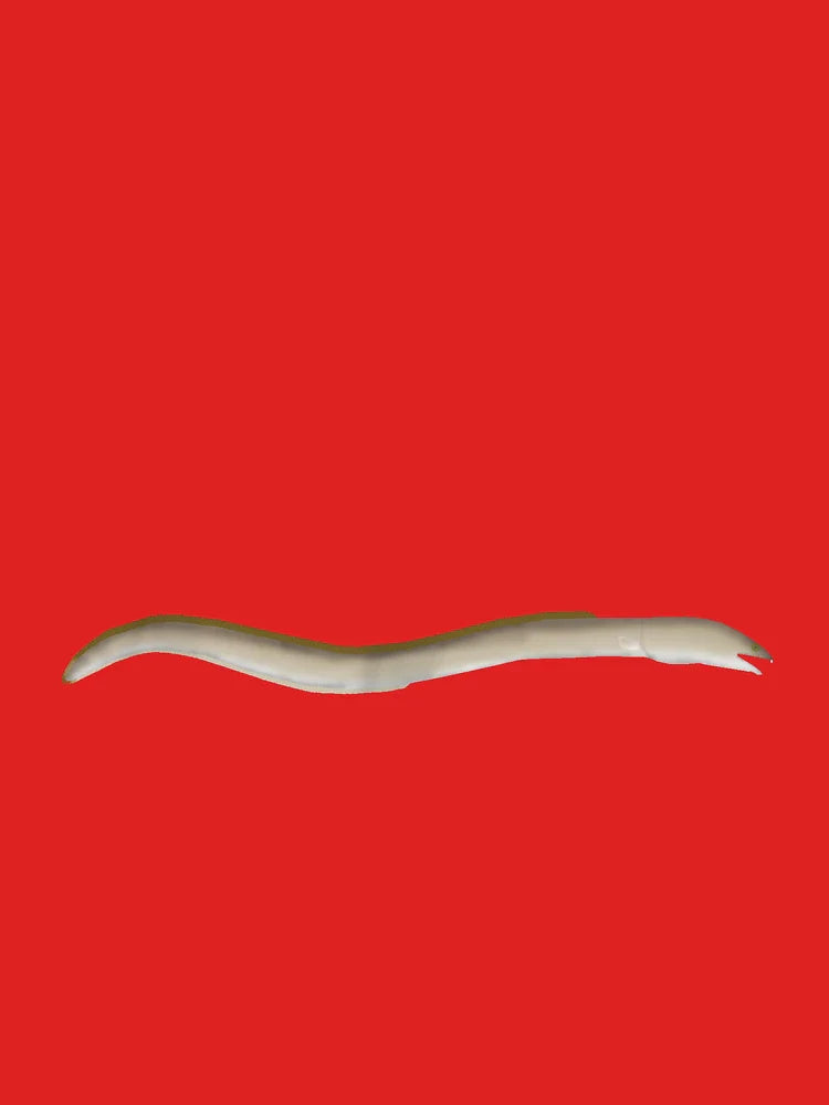 Longfin Snake-eel Classic T-Shirt