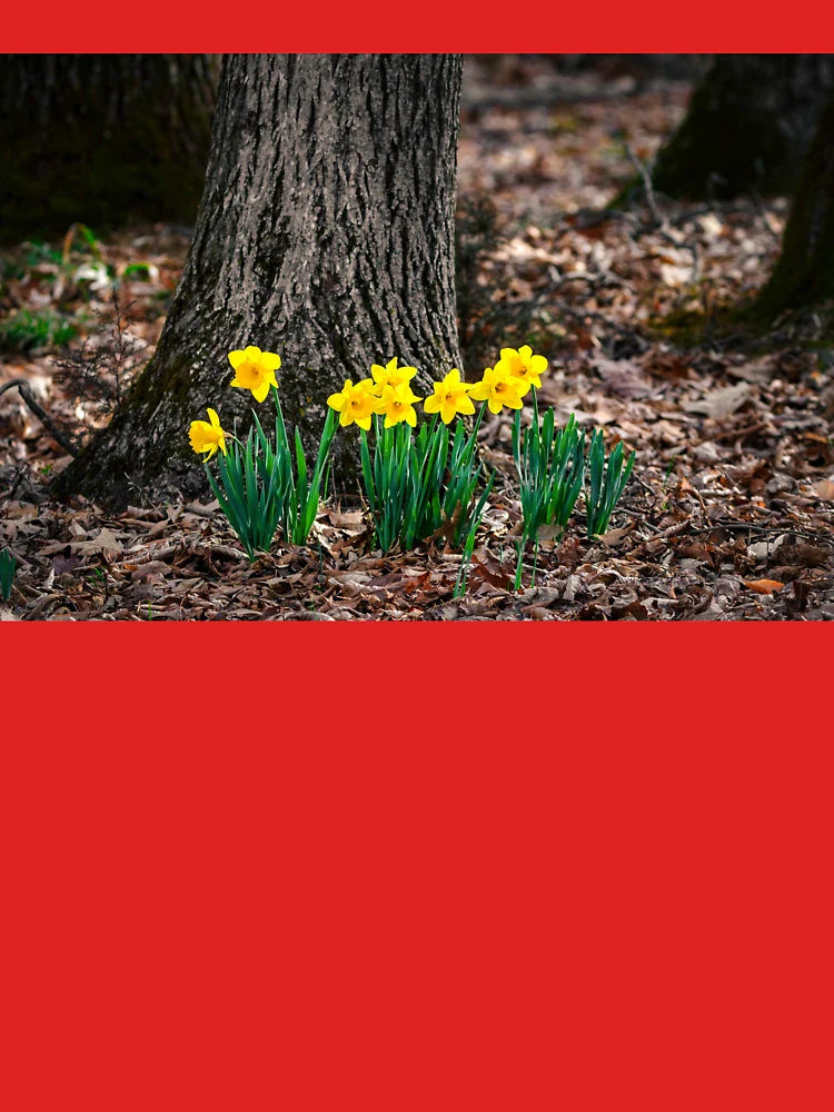 Woodland Daffodils Classic T-Shirt
