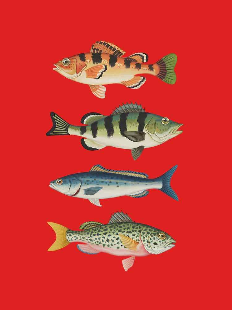 Going Fishing Cute Fish Species Lover Angler Classic T-Shirt