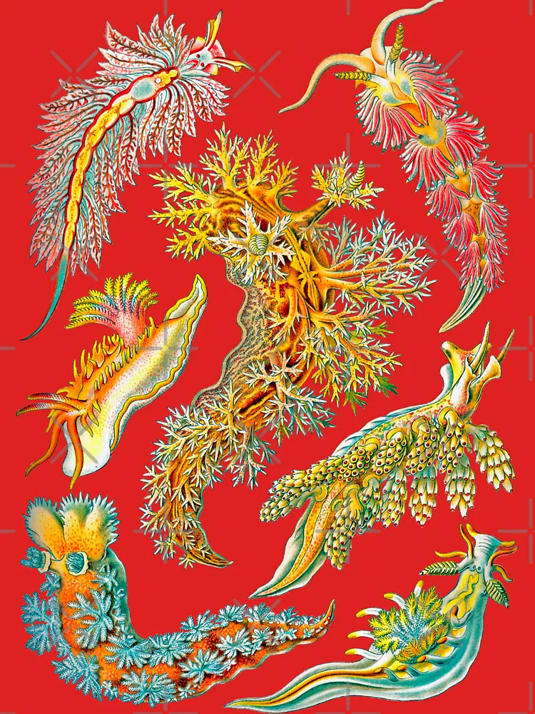 Ernst Haeckel Nudibranch Sea Slugs Classic T-Shirt