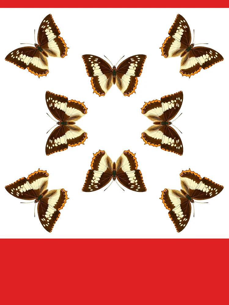 Flame-Bordered Charaxes Butterflies Classic T-Shirt