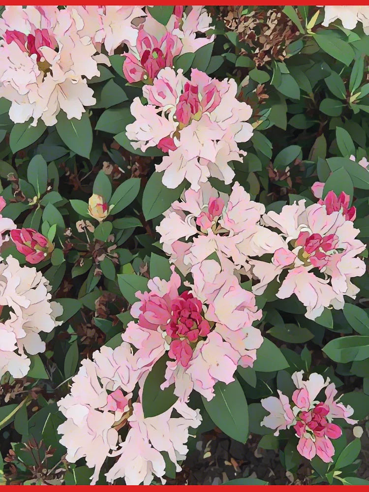Blush Bloom â€“ Pink Rhododendron Art by Petalography Classic T-Shirt