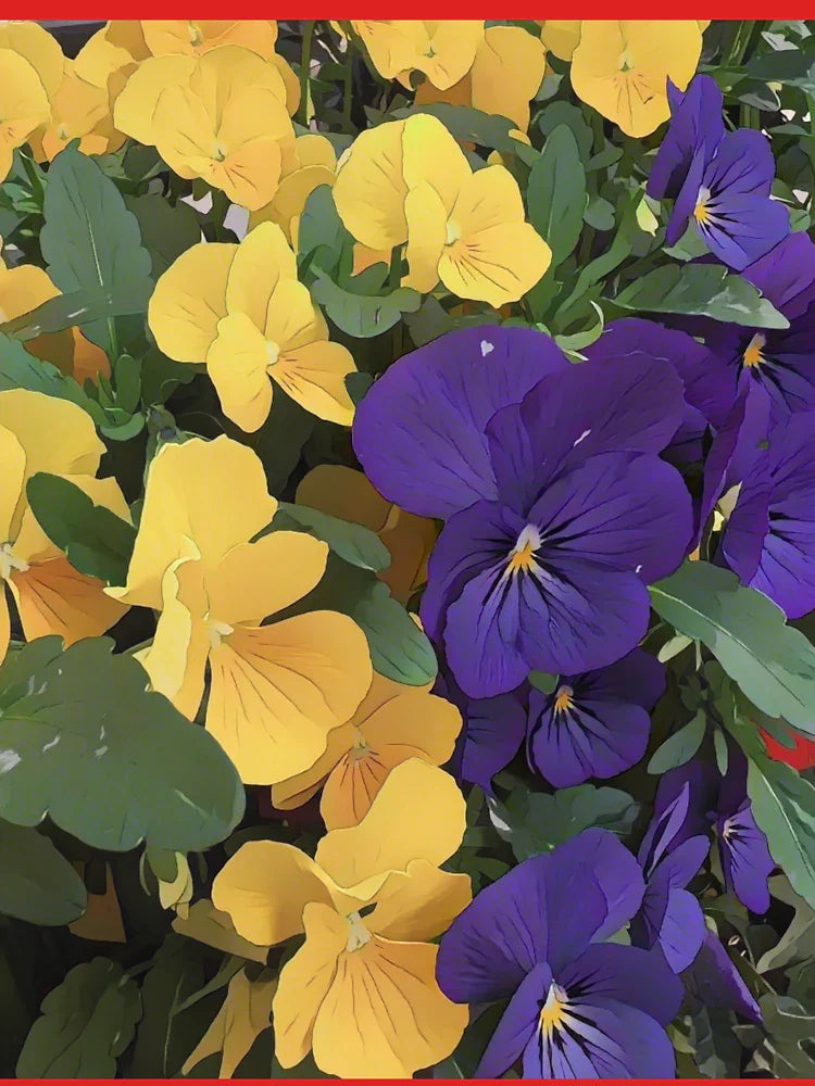Two-Tone Pansies â€“ Yellow and Purple Floral by Petalography Classic T-Shirt