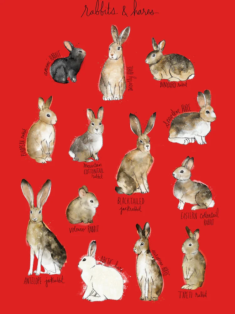 Rabbits & Hares Classic T-Shirt