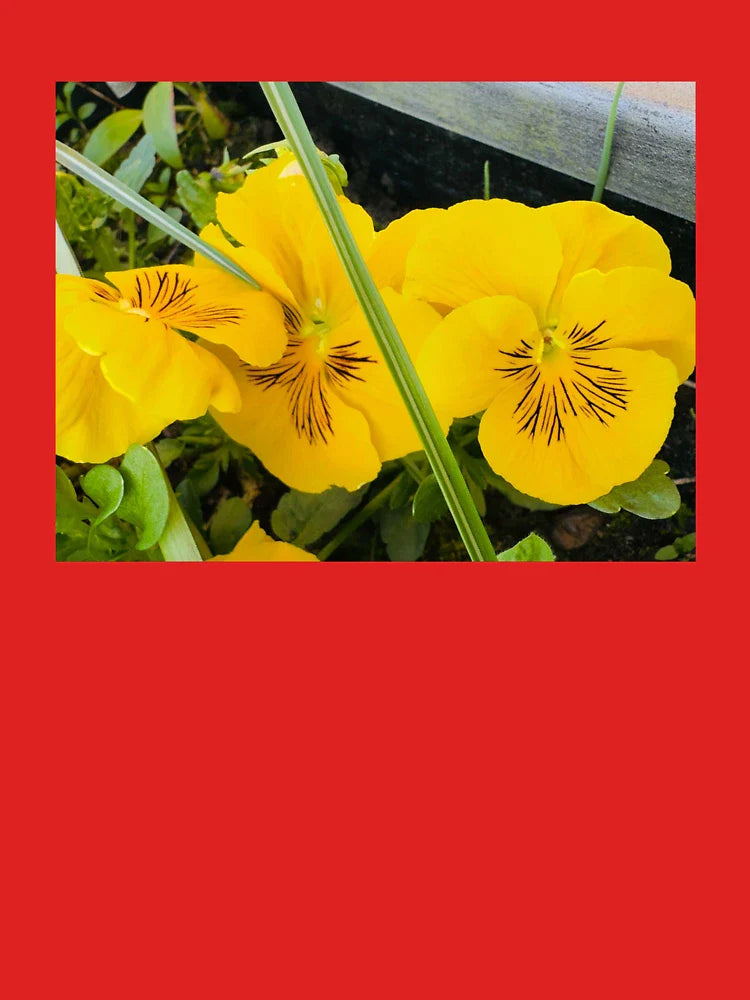 Yellow Pansies Classic T-Shirt