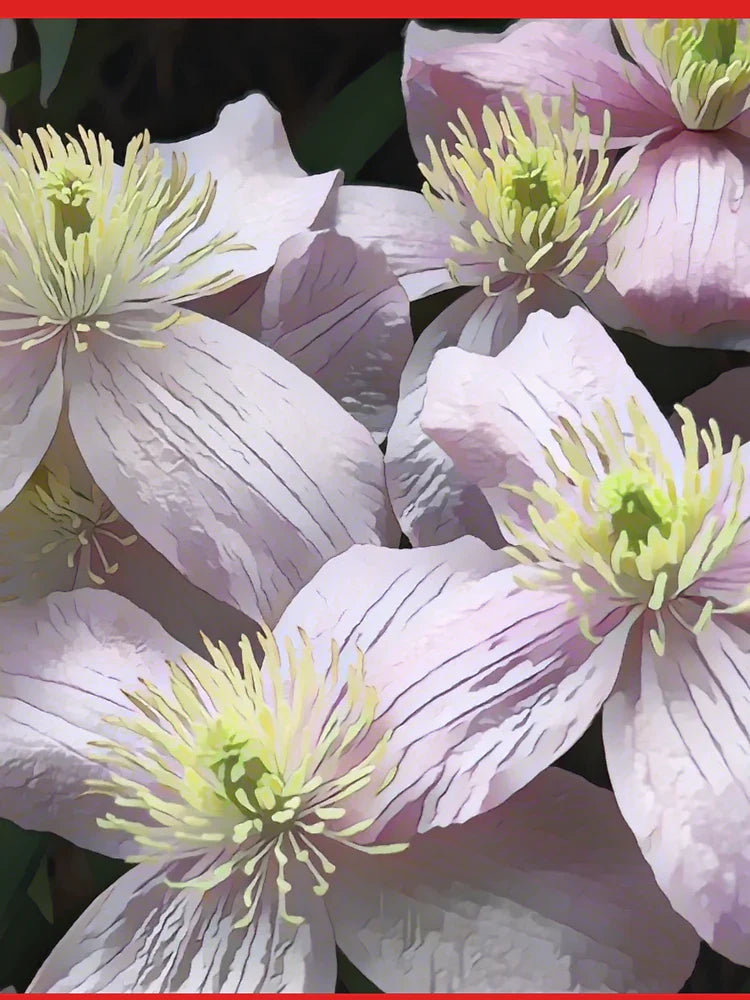 Mountain Mist â€“ Clematis Floral Art by Petalography Classic T-Shirt