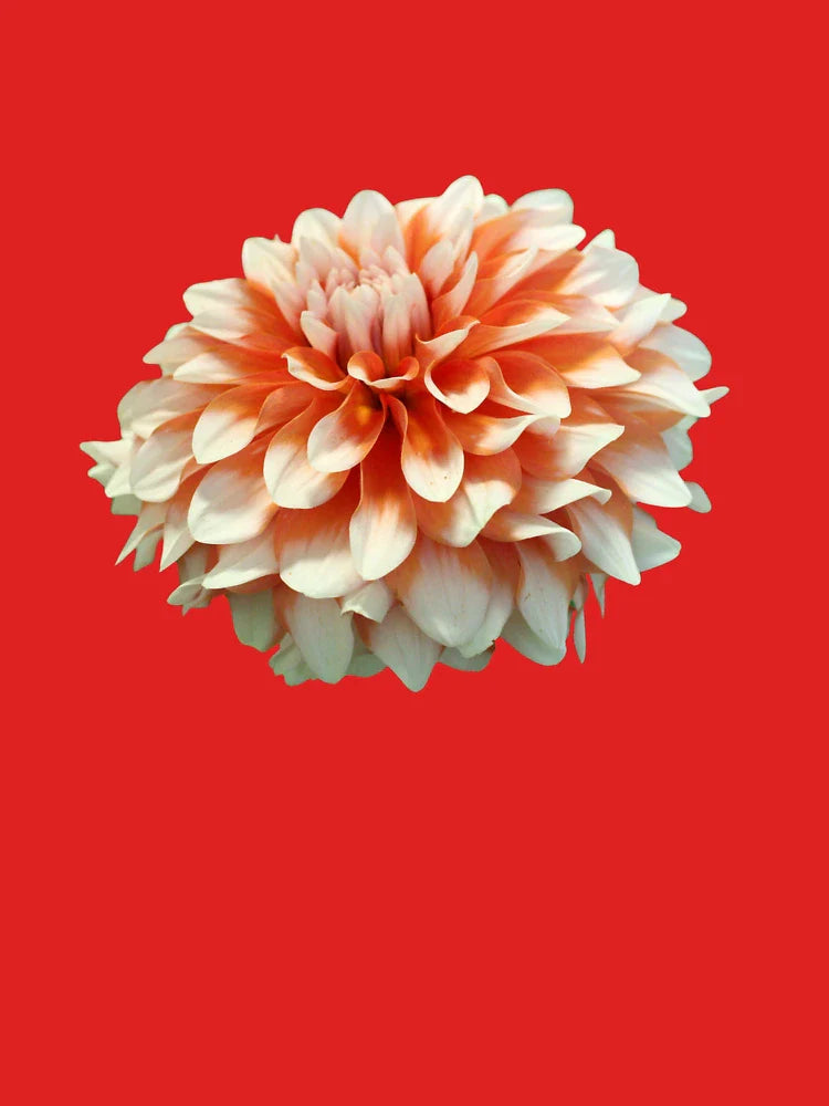 Coral Dahlia Bloom Classic T-Shirt