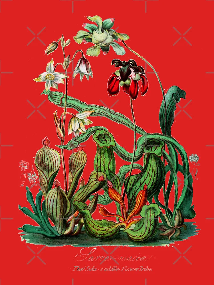 Carnivorous Plants  Vintage Sarracenia Botanical  Classic T-Shirt