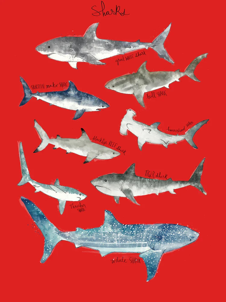 Sharks Classic T-Shirt
