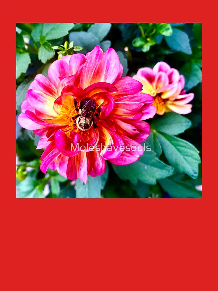 Bumble Bee on Pink Dahlia Classic T-Shirt