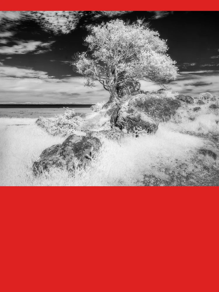 Turtle Back Hill Tree Infrared Classic T-Shirt