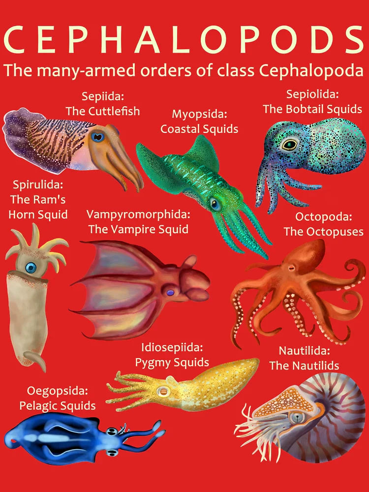 The Cephalopod: Octopus, Squid, Nautilus, and Cuttlefish Classic T-Shirt