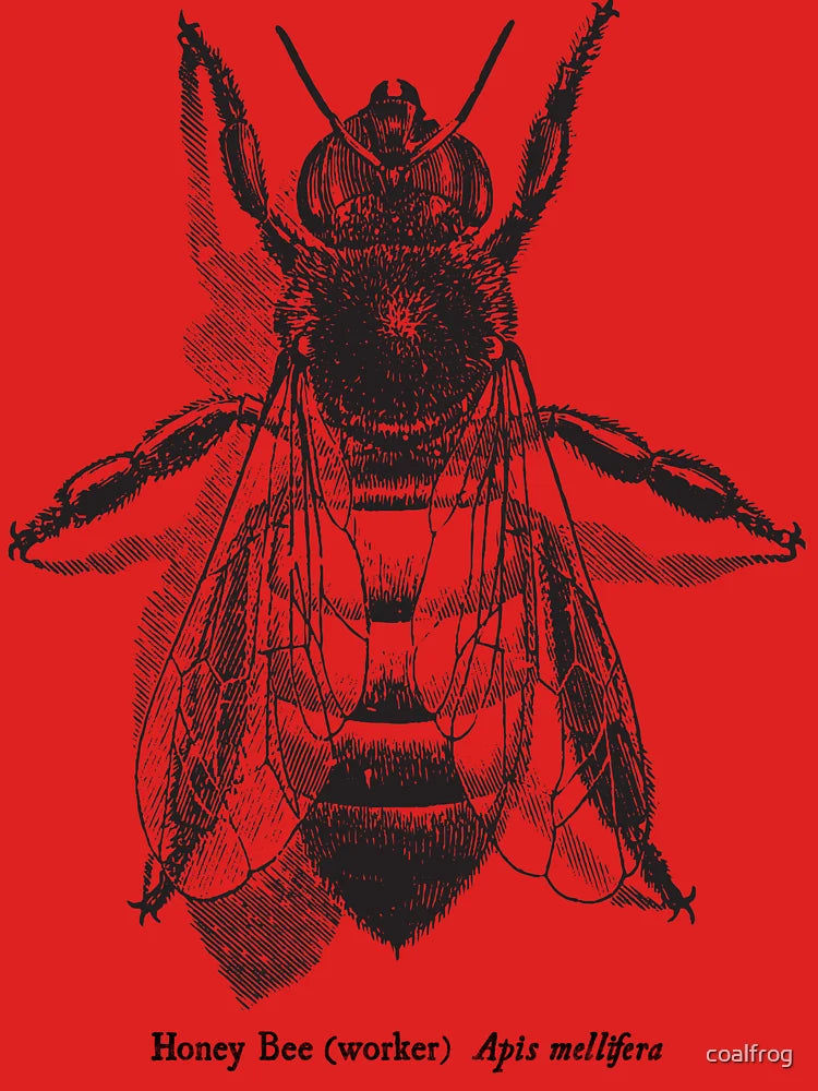 Honey Bee -  Vintage Scientific Illustration Classic T-Shirt