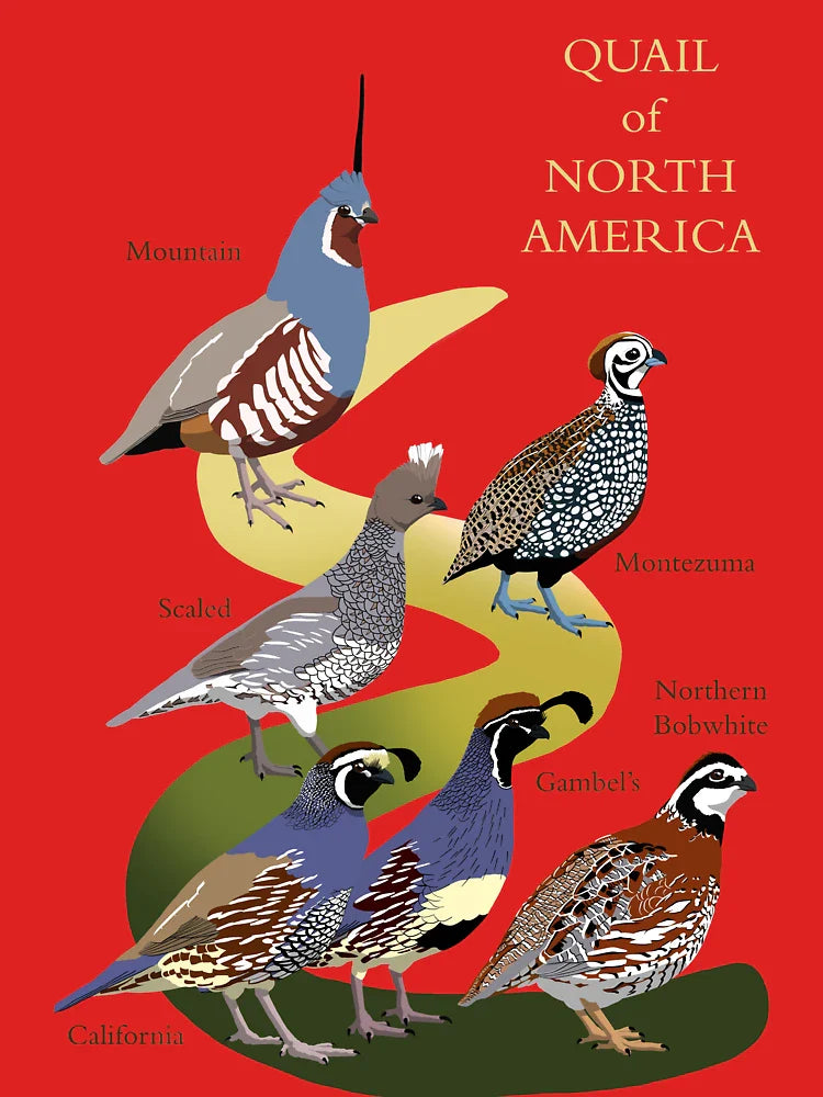 Quail of North America (with text) Classic T-Shirt
