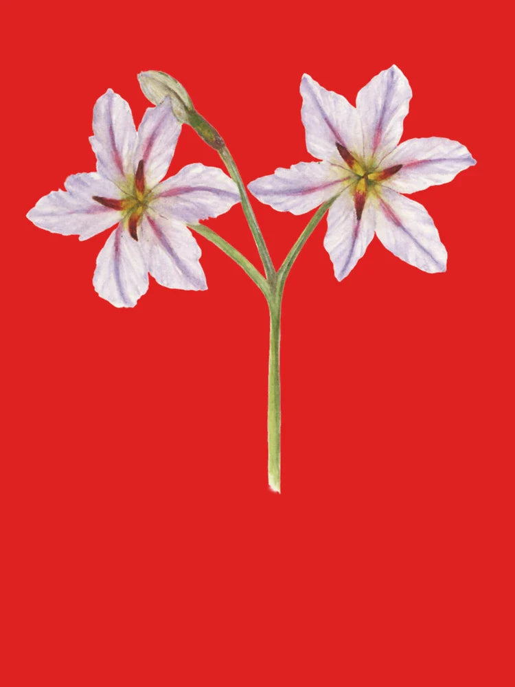 Huilli, Native Flower Classic T-Shirt
