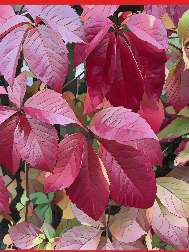 Autumn Climb â€“ Virginia Creeper Leaves by Petalography Classic T-Shirt
