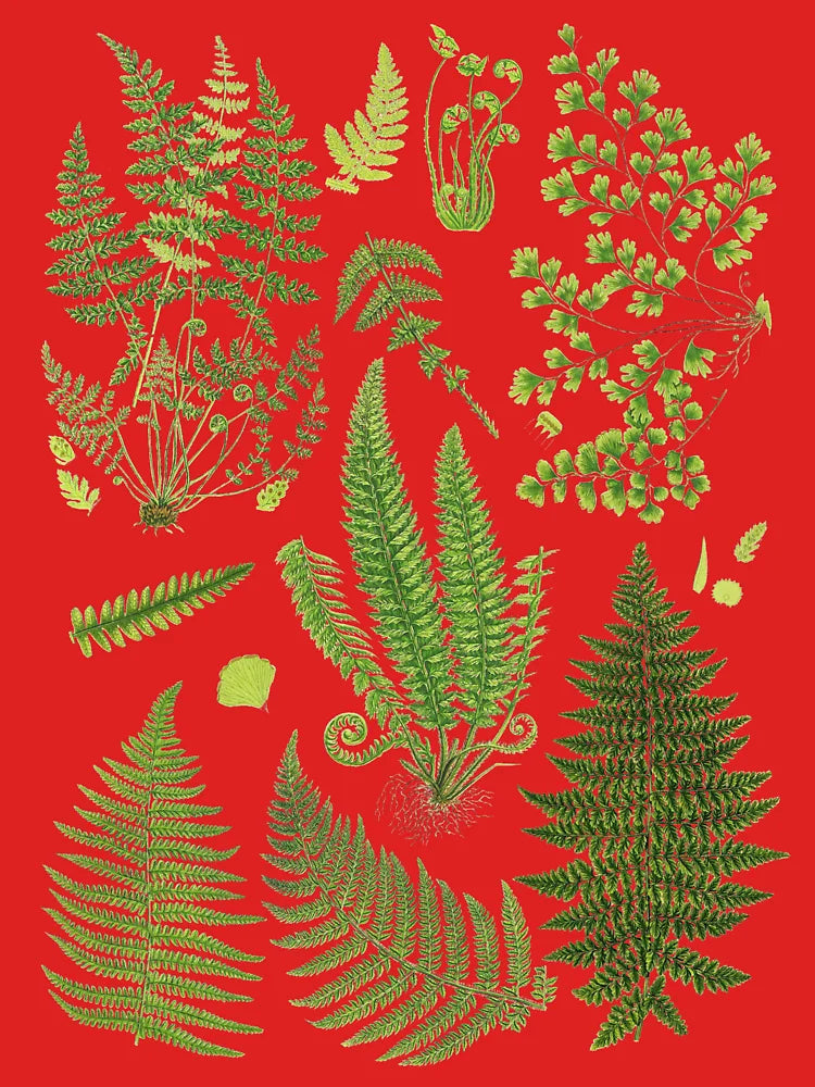 Fern Chart study Classic T-Shirt