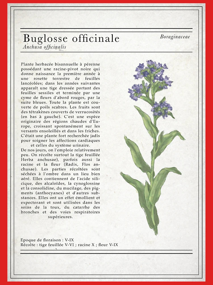 French Vintage Botanical Bugloss Illustration Classic T-Shirt