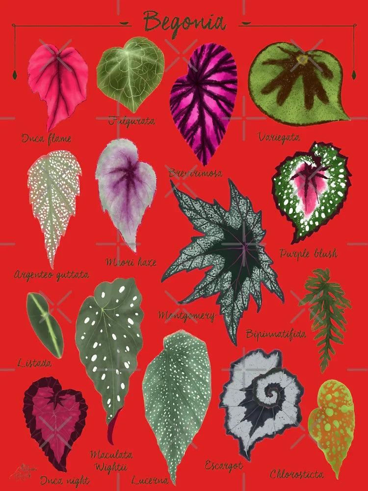 Begonia leaves species varieties art print botanical illustration Classic T-Shirt