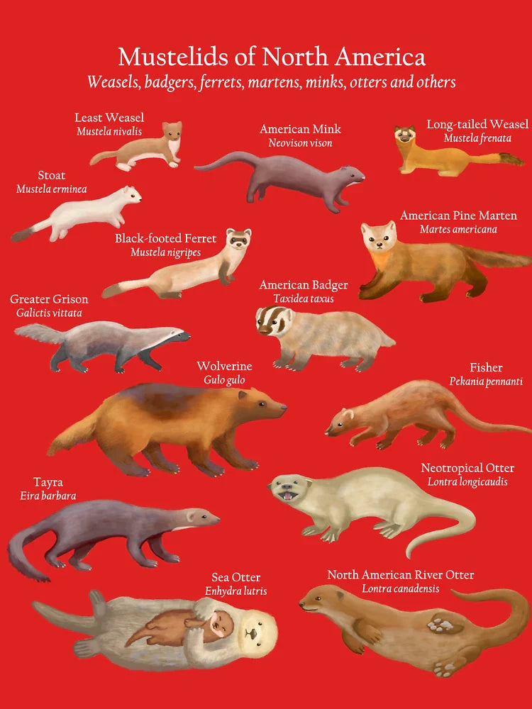 Mustelids of North America (Weasels, Otters, Mink and More) Classic T-Shirt