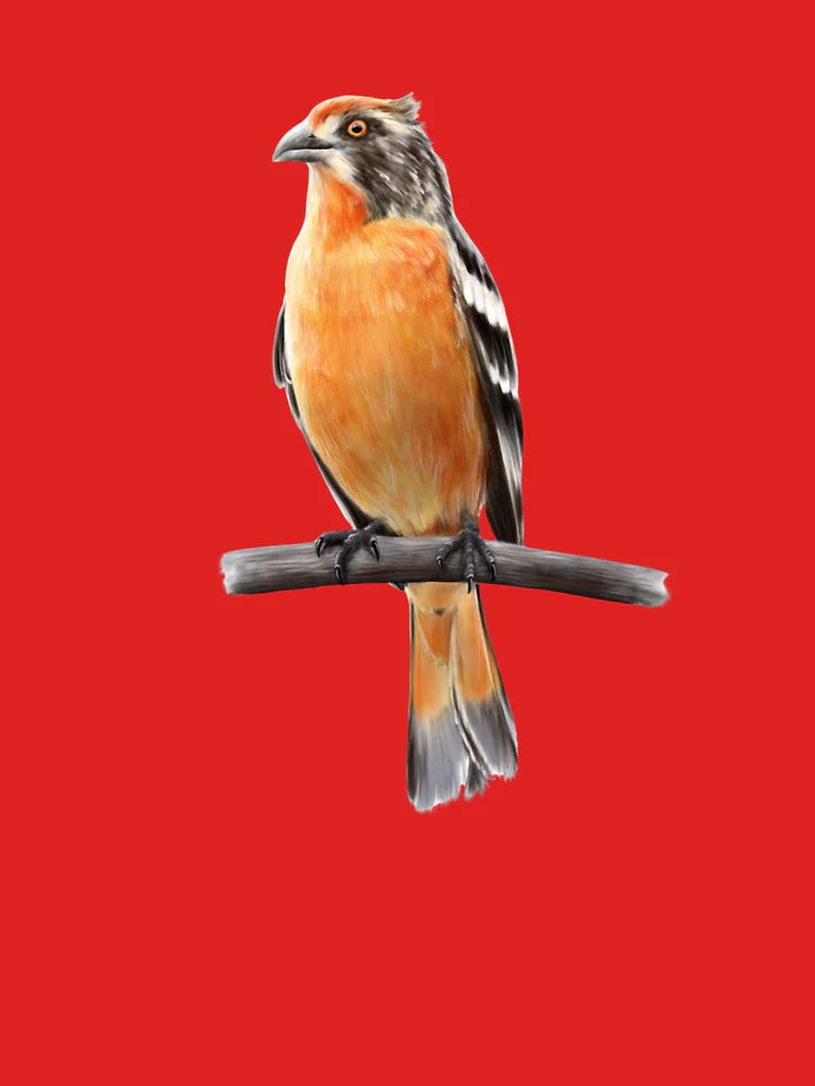 Rare Native Chilean Bird Classic T-Shirt